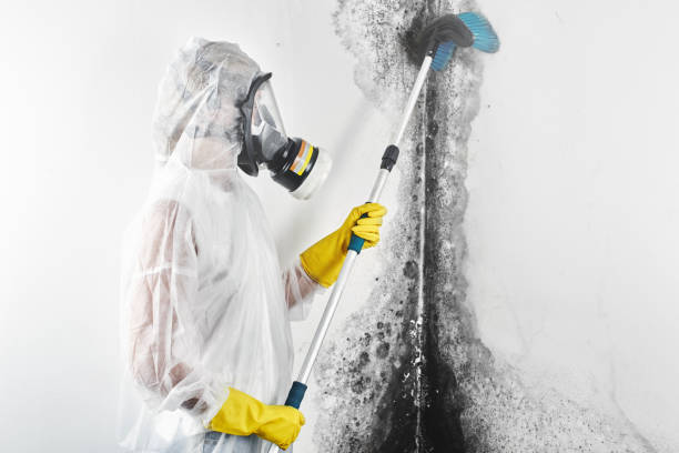 Best Post-Remediation Verification Testing  in Ashley, OH