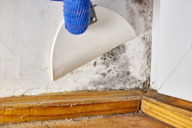 Best Water Damage & Mold Remediation  in Ashley, OH
