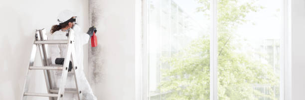  Ashley, OH Mold Removal Pros