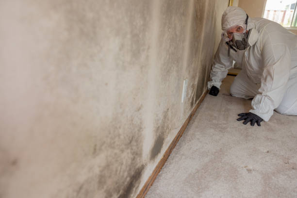 Best Real Estate Mold Inspection  in Ashley, OH